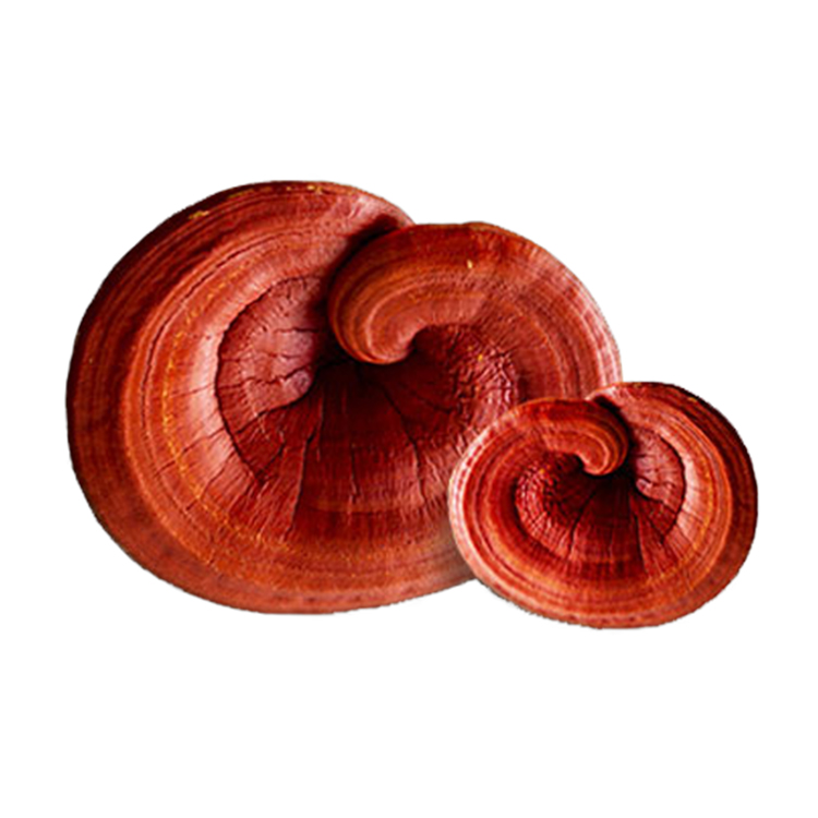 Organic Mushroom Extracts|Organic Reishi Extract Powder|puremushroomextract.com